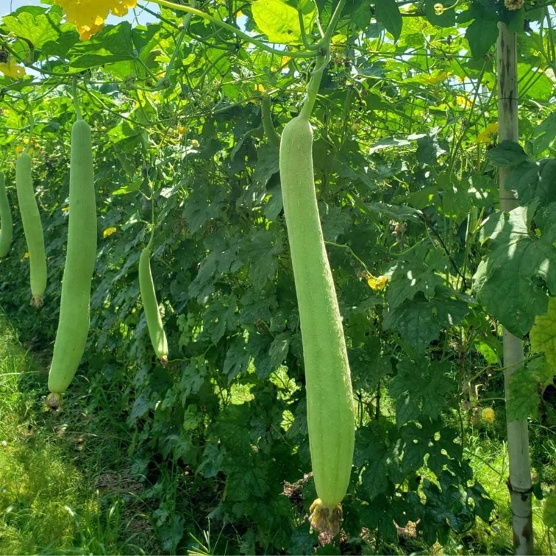 Luffa Gourd Live Plant - 4 Inch Pot Loofah Vine, Edible & Sponge Gourd Luffa Gourd Live Plant - 4 Inch Pot Loofah Vine, Edible & Sponge Gourd - Image 6