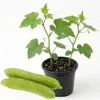 Luffa Gourd Live Plant - 4 Inch Pot Loofah Vine, Edible & Sponge Gourd - Image 1