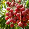 Lychee Live Plant – 10-12 Inch Tall Sweet Red Fruit Tree for Outdoor - Image 1
