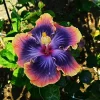 Madagascar Hibiscus Moscheutos Mallow Starter Live Plant - Perennial Rose of Sharon Madagascar Hibiscus Moscheutos Mallow Starter Live Plant - Perennial Rose of Sharon - Image 1