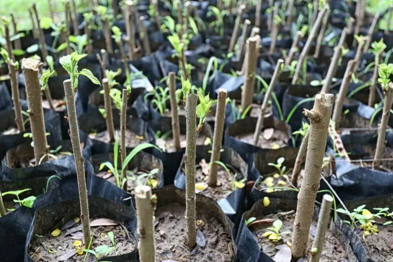 Madagascar Hibiscus Moscheutos Mallow Starter Plant Cuttings - 7 Pack Madagascar Hibiscus Moscheutos Mallow Starter Plant Cuttings - 7 Pack - Image 2