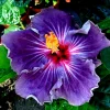 Madagascar Hibiscus Moscheutos Mallow Starter Plant Cuttings – 7 Pack, Indoor/Outdoor Madagascar Hibiscus Moscheutos Mallow Starter Plant Cuttings – 7 Pack, Indoor/Outdoor - Image 1