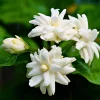 Maid of Orleans Jasmine Live Plant – Fragrant Flower Vine – 4-8 Inches – Indoor/Outdoor - Image 1