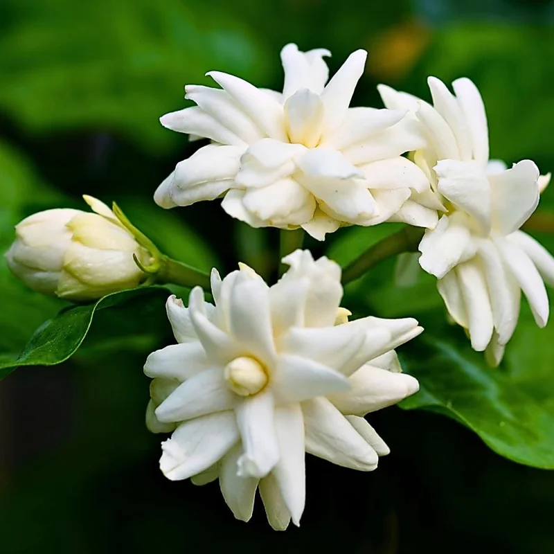 Maid of Orleans Jasmine Live Plant – Fragrant Flower Vine – 4-8 Inches – Indoor/Outdoor - Image 1