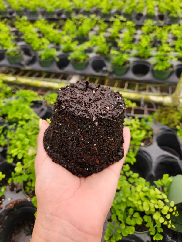 Maidenhair Fern Live Plant – Adiantum Raddianum Fritz – 4 Inch Pot – Indoor/Shade - Image 2