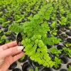 Maidenhair Fern Live Plant – Adiantum Raddianum Fritz – 4 Inch Pot – Indoor/Shade - Image 1