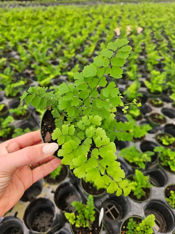 Maidenhair Fern Live Plant – Adiantum Raddianum Fritz – 4 Inch Pot – Indoor/Shade - Image 1