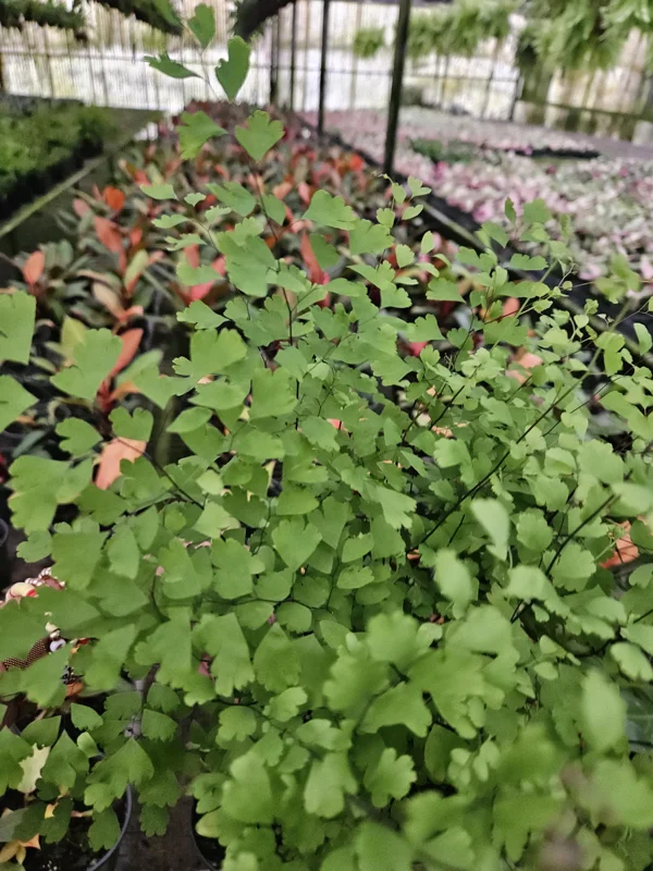 Maidenhair Fragrans Fern Live Plant, Adiantum Raddianum, 6 Inch Pot, Indoor Maidenhair Fragrans Fern Live Plant, Adiantum Raddianum, 6 Inch Pot, Indoor - Image 3