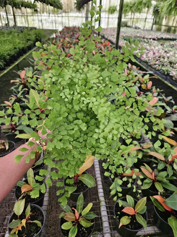 Maidenhair Fragrans Fern Live Plant, Adiantum Raddianum, 6 Inch Pot, Indoor Maidenhair Fragrans Fern Live Plant, Adiantum Raddianum, 6 Inch Pot, Indoor - Image 4