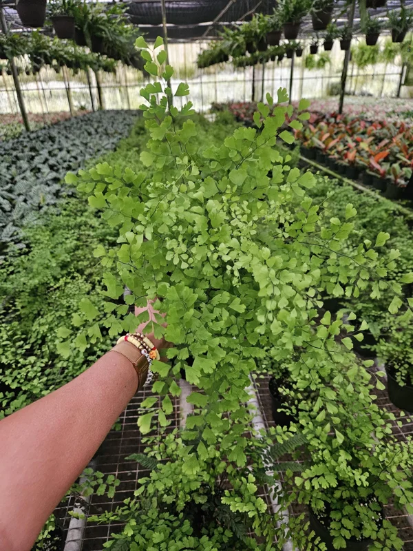 Maidenhair Fragrans Fern Live Plant, Adiantum Raddianum, 6 Inch Pot, Indoor Maidenhair Fragrans Fern Live Plant, Adiantum Raddianum, 6 Inch Pot, Indoor - Image 5