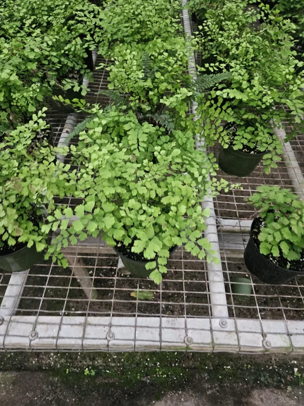 Maidenhair Fragrans Fern Live Plant, Adiantum Raddianum, 6 Inch Pot, Indoor Maidenhair Fragrans Fern Live Plant, Adiantum Raddianum, 6 Inch Pot, Indoor - Image 6