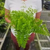 Maidenhair Fragrans Fern Live Plant, Adiantum Raddianum, 6 Inch Pot, Indoor Maidenhair Fragrans Fern Live Plant, Adiantum Raddianum, 6 Inch Pot, Indoor - Image 1