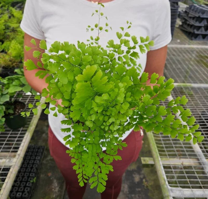 Maidenhair Fragrans Fern Live Plant, Adiantum Raddianum, 6 Inch Pot, Indoor Maidenhair Fragrans Fern Live Plant, Adiantum Raddianum, 6 Inch Pot, Indoor - Image 1