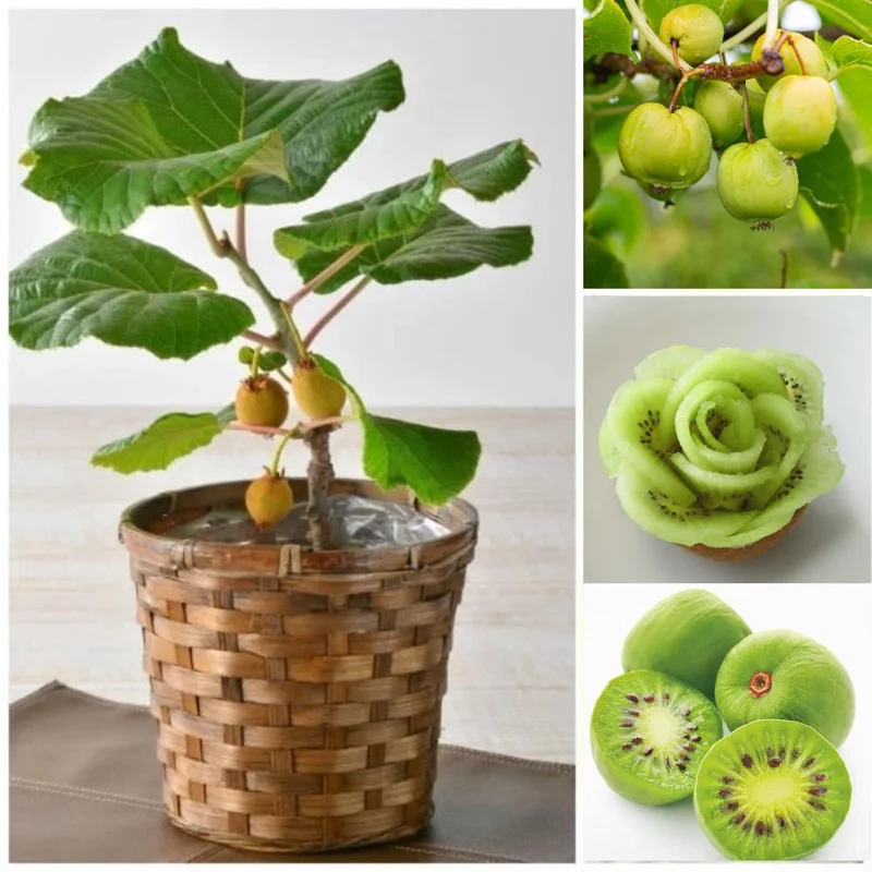 Male Kiwi Plant Live 6-12 Inch Tall - Hardy Fruit Vine for Backyard Male Kiwi Plant Live 6-12 Inch Tall - Hardy Fruit Vine for Backyard - Image 2