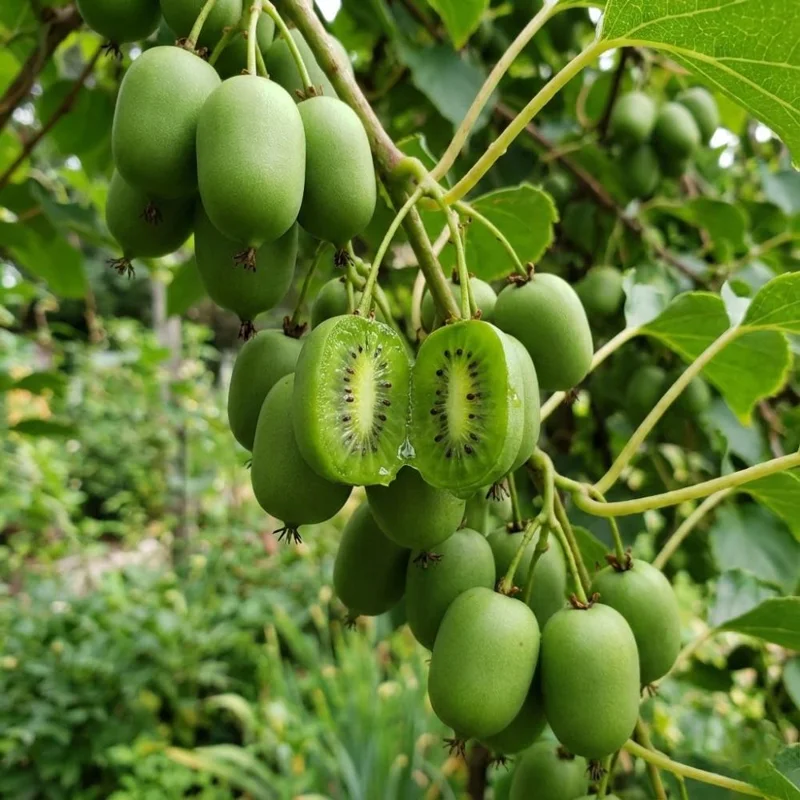Male Kiwi Plant Live 6-12 Inch Tall - Hardy Fruit Vine for Backyard Male Kiwi Plant Live 6-12 Inch Tall - Hardy Fruit Vine for Backyard - Image 5
