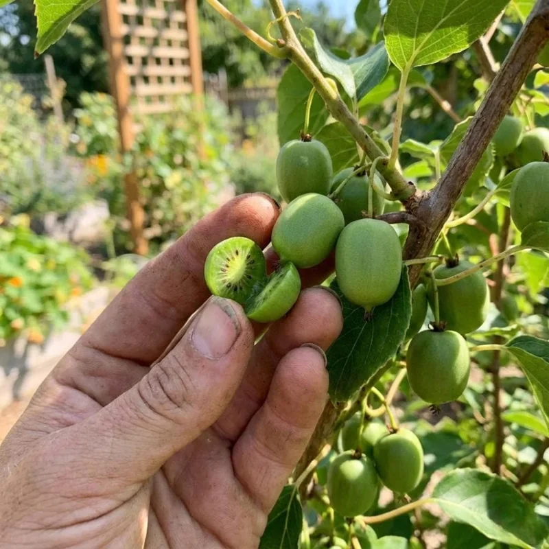 Male Kiwi Plant Live 6-12 Inch Tall - Hardy Fruit Vine for Backyard Male Kiwi Plant Live 6-12 Inch Tall - Hardy Fruit Vine for Backyard - Image 7