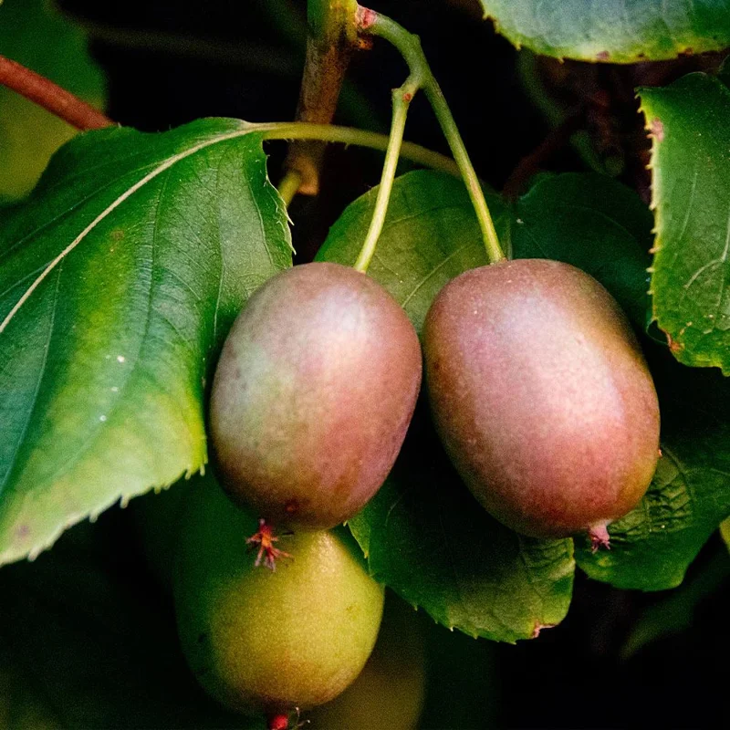 Male Kiwi Plant Live 6-12 Inch Tall - Hardy Fruit Vine for Backyard Male Kiwi Plant Live 6-12 Inch Tall - Hardy Fruit Vine for Backyard - Image 9