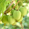 Male Kiwi Plant Live 6-12 Inch Tall - Hardy Fruit Vine for Backyard - Image 1