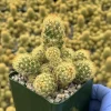Mammillaria Elongata Live Plant - Ladyfinger Cactus - Golden Stars Succulent - Compact & Drought-Tolerant Mammillaria Elongata Live Plant - Ladyfinger Cactus - Golden Stars Succulent - Compact & Drought-Tolerant - Image 1