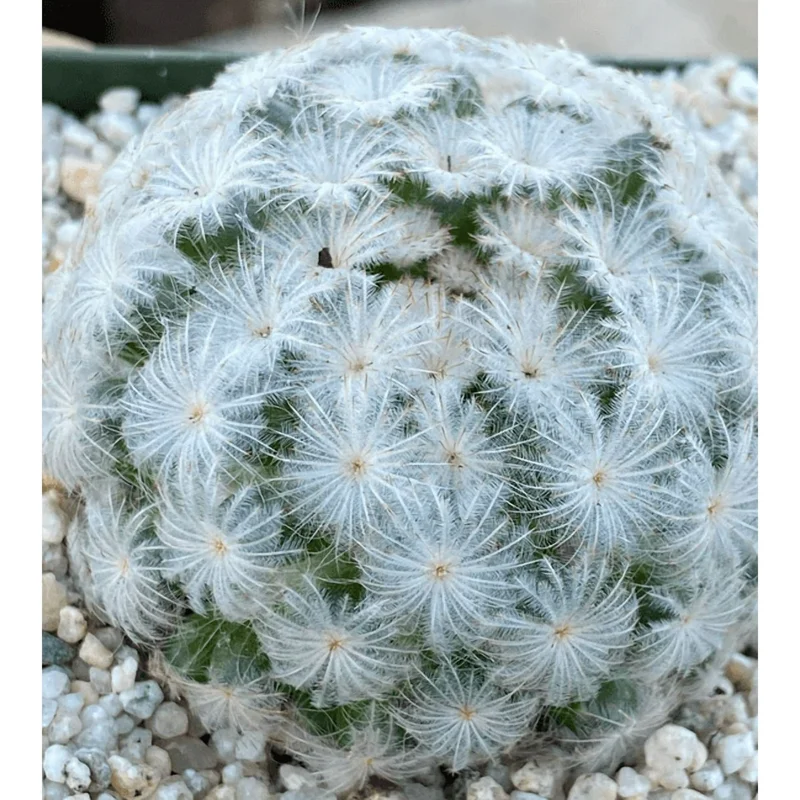Mammillaria Plumosa Feather Cactus Live Plant - White Furry, 3.5" Pot Mammillaria Plumosa Feather Cactus Live Plant - White Furry, 3.5" Pot - Image 3