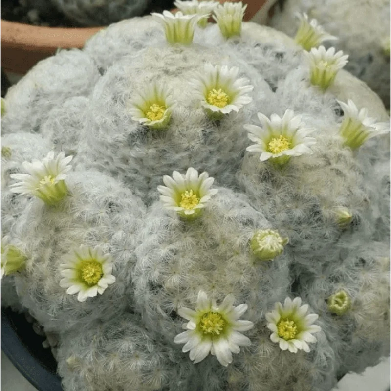 Mammillaria Plumosa Feather Cactus Live Plant - White Furry, 3.5" Pot Mammillaria Plumosa Feather Cactus Live Plant - White Furry, 3.5" Pot - Image 4