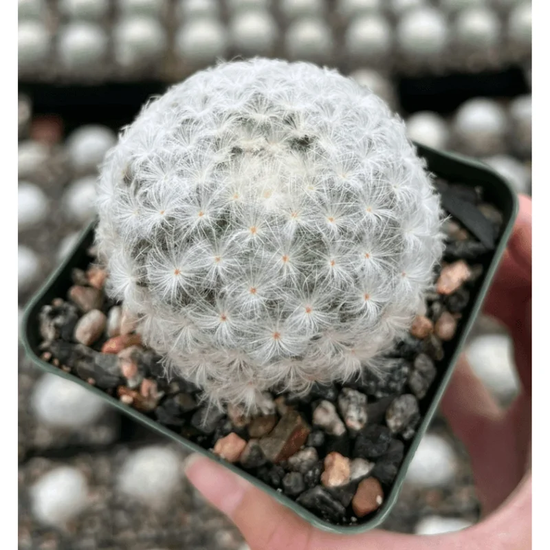 Mammillaria Plumosa Feather Cactus Live Plant - White Furry, 3.5" Pot Mammillaria Plumosa Feather Cactus Live Plant - White Furry, 3.5" Pot - Image 5
