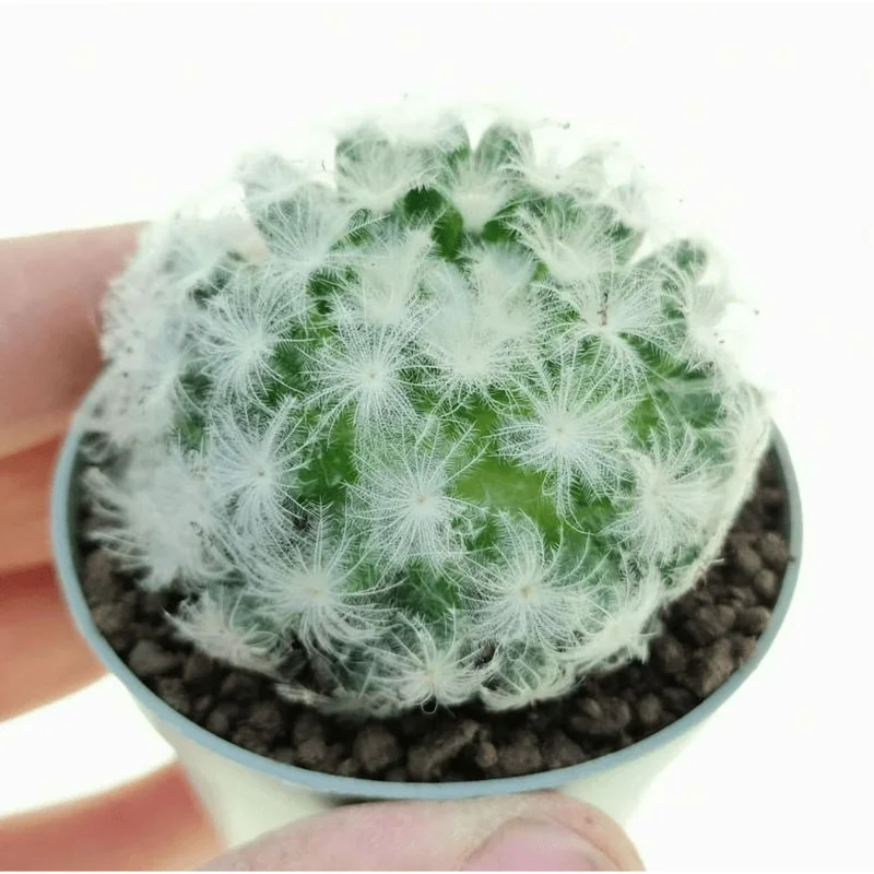Mammillaria Plumosa Feather Cactus Live Plant - White Furry, 3.5" Pot Mammillaria Plumosa Feather Cactus Live Plant - White Furry, 3.5" Pot - Image 1