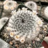 Mammillaria Ritteriana Live Cactus Plant – 4 Inch Pot – Blooming Snowball Cactus Mammillaria Ritteriana Live Cactus Plant – 4 Inch Pot – Blooming Snowball Cactus - Image 1