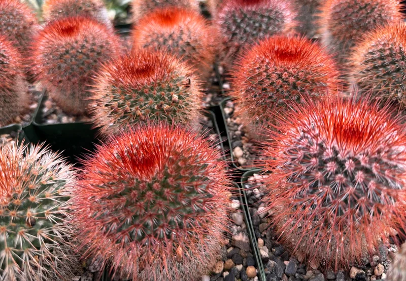 Mammillaria Spinosissima Cactus Live Plant - Red Head Irishman, 4 Inch Pot Mammillaria Spinosissima Cactus Live Plant - Red Head Irishman, 4 Inch Pot - Image 2