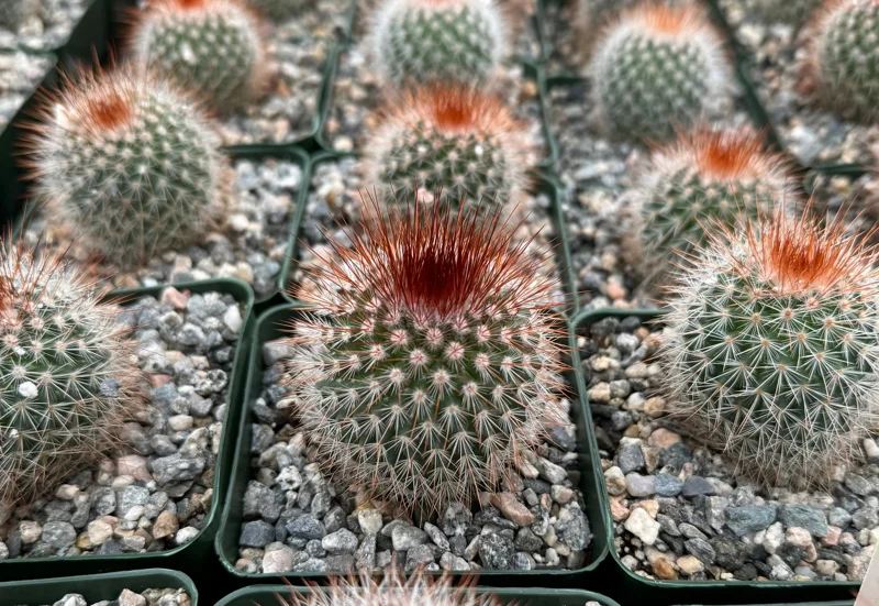 Mammillaria Spinosissima Cactus Live Plant - Red Head Irishman, 4 Inch Pot Mammillaria Spinosissima Cactus Live Plant - Red Head Irishman, 4 Inch Pot - Image 3