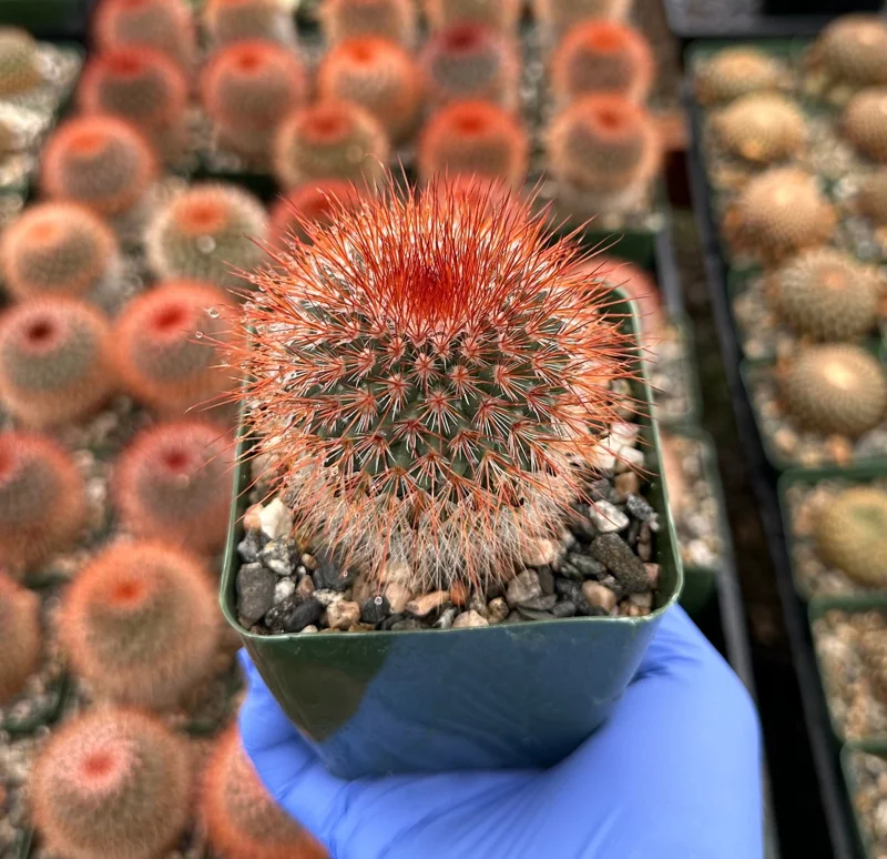Mammillaria Spinosissima Cactus Live Plant - Red Head Irishman, 4 Inch Pot Mammillaria Spinosissima Cactus Live Plant - Red Head Irishman, 4 Inch Pot - Image 1