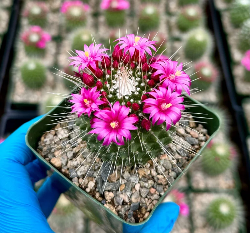 Mammillaria Spinosissima Un Pico Blooming Cactus Live Plant 4 Inch Pot Mammillaria Spinosissima Un Pico Blooming Cactus Live Plant 4 Inch Pot - Image 3