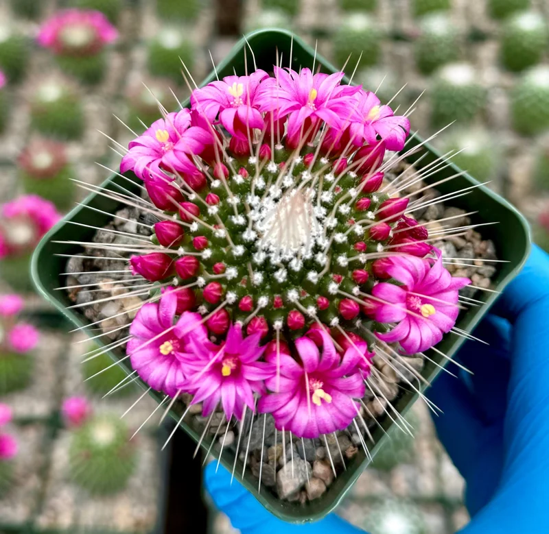 Mammillaria Spinosissima Un Pico Blooming Cactus Live Plant 4 Inch Pot Mammillaria Spinosissima Un Pico Blooming Cactus Live Plant 4 Inch Pot - Image 4