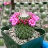 Mammillaria Spinosissima Un Pico Blooming Cactus Live Plant 4 Inch Pot Mammillaria Spinosissima Un Pico Blooming Cactus Live Plant 4 Inch Pot - Image 1