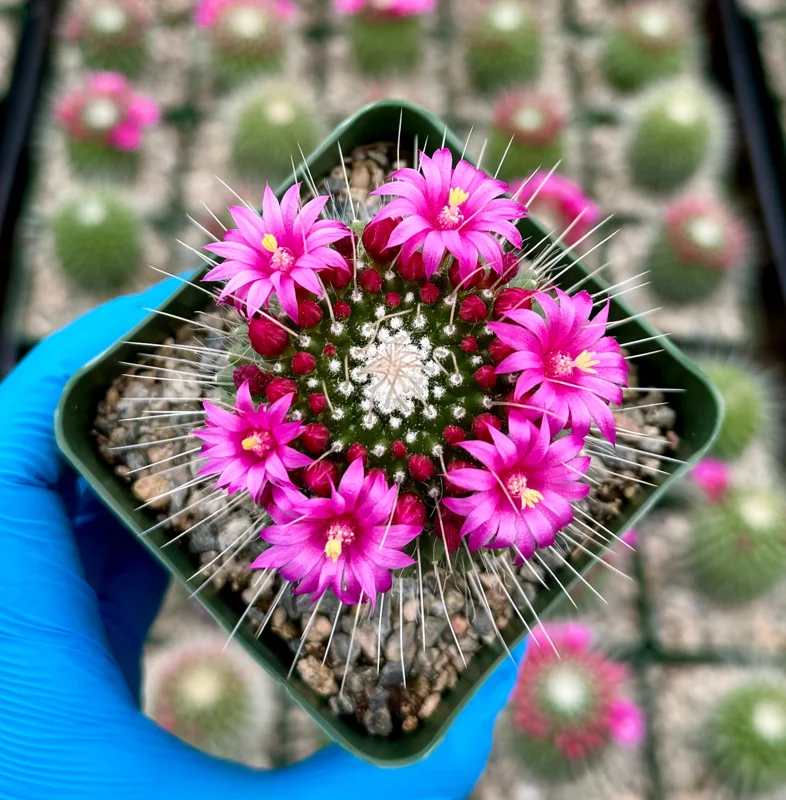 Mammillaria Spinosissima 'Un Pico' Live Cactus Plant - Blooming, 4 Inch Pot Mammillaria Spinosissima 'Un Pico' Live Cactus Plant - Blooming, 4 Inch Pot - Image 2