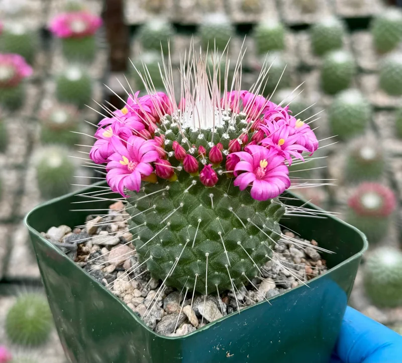 Mammillaria Spinosissima 'Un Pico' Live Cactus Plant - Blooming, 4 Inch Pot Mammillaria Spinosissima 'Un Pico' Live Cactus Plant - Blooming, 4 Inch Pot - Image 1