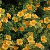 Mango Tango Potentilla Plant - Shrubby Cinquefoil Bush - 6 Inch Tall - Image 1