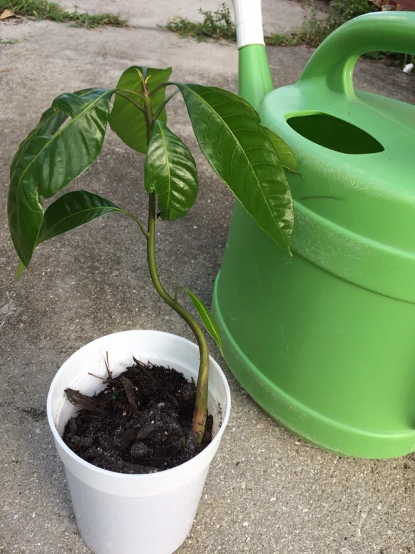 Mango Tree Live Plant - Mangifera Indica Seedling 6-9 Inches Tall - Image 2