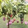 Mango Tree Live Plant - Mangifera Indica Seedling 6-9 Inches Tall - Image 1