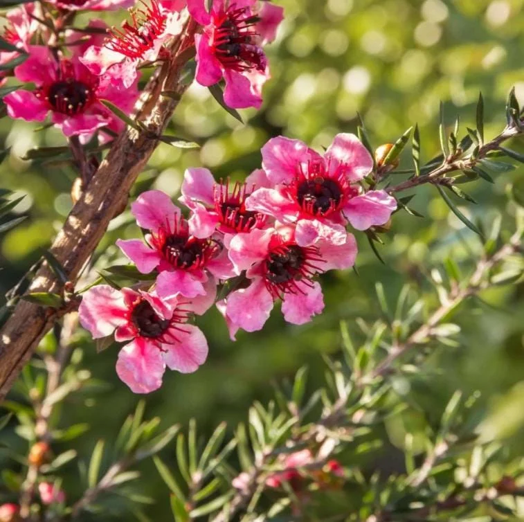 Manuka Tea Tree Live Plant 4-6 inches Tall – New Zealand Tea for Home Garden Manuka Tea Tree Live Plant 4-6 inches Tall – New Zealand Tea for Home Garden - Image 2