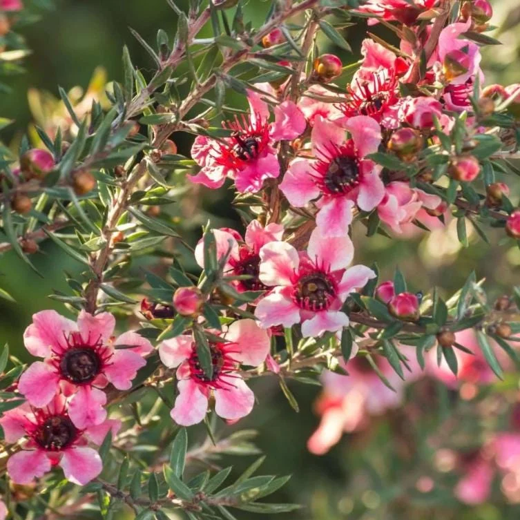 Manuka Tea Tree Live Plant 4-6 inches Tall – New Zealand Tea for Home Garden Manuka Tea Tree Live Plant 4-6 inches Tall – New Zealand Tea for Home Garden - Image 3