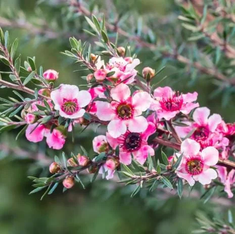 Manuka Tea Tree Live Plant 4-6 inches Tall – New Zealand Tea for Home Garden Manuka Tea Tree Live Plant 4-6 inches Tall – New Zealand Tea for Home Garden - Image 4