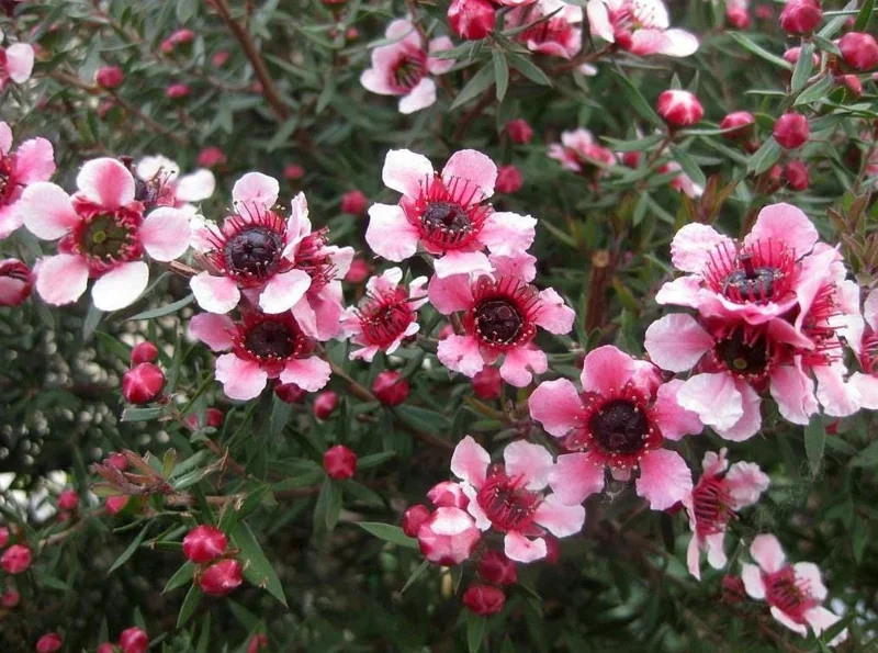 Manuka Tea Tree Live Plant 4-6 inches Tall – New Zealand Tea for Home Garden Manuka Tea Tree Live Plant 4-6 inches Tall – New Zealand Tea for Home Garden - Image 5