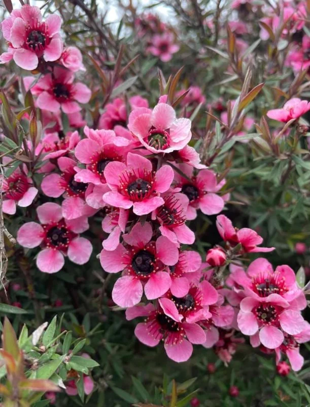 Manuka Tea Tree Live Plant 4-6 inches Tall – New Zealand Tea for Home Garden Manuka Tea Tree Live Plant 4-6 inches Tall – New Zealand Tea for Home Garden - Image 6