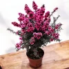 Manuka Tea Tree Live Starter Plant 4 to 6 Inch Tall - Outdoor Shrub - Image 1