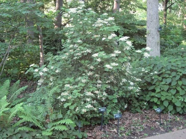 Mapleleaf Viburnum Live Plant (Viburnum acerifolium 'Mapleleaf') 16+ Inches Outdoor Shrub - Image 2