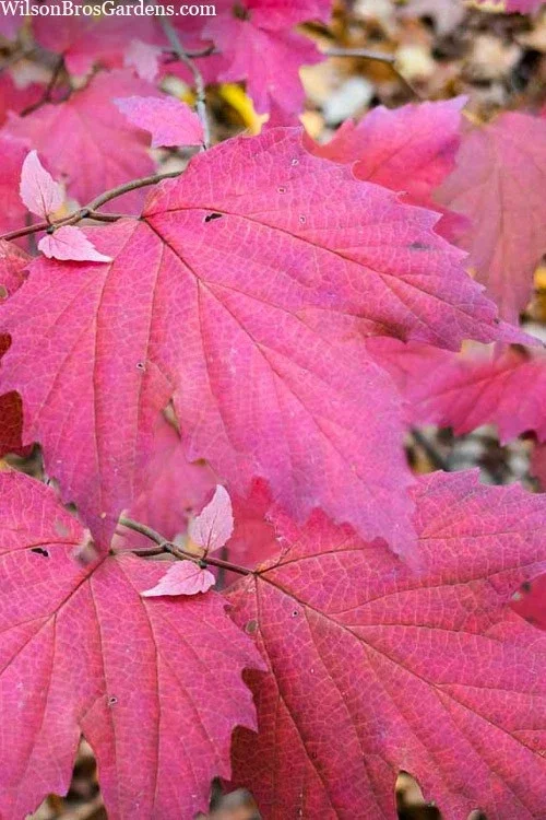 Mapleleaf Viburnum Live Plant (Viburnum acerifolium 'Mapleleaf') 16+ Inches Outdoor Shrub Mapleleaf Viburnum Live Plant (Viburnum acerifolium 'Mapleleaf') 16+ Inches Outdoor Shrub - Image 5