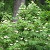 Mapleleaf Viburnum Live Plant - Viburnum acerifolium 'Mapleleaf' - 16+ Inches Tall - Image 1