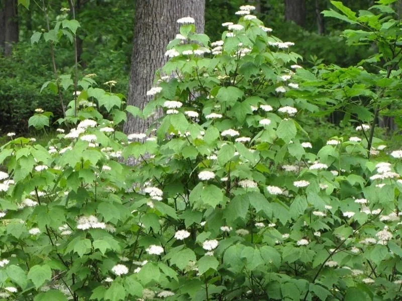 Mapleleaf Viburnum Live Plant (Viburnum acerifolium 'Mapleleaf') 16+ Inches Outdoor Shrub - Image 1