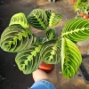 Maranta Lemon Lime Prayer Plant - Live Houseplant - 4 inch Pot - Indoor - Image 1